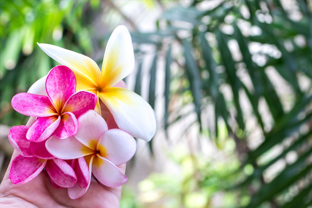 Tropical flowers held in hand with palm trees blurred in background